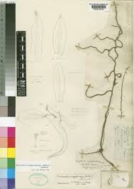 Image result for Microcoelia megalorrhiza