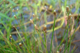 Image result for Eleocharis geniculata