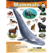 Details About Exploring Mammals Learning Chart Trend Enterprises Inc T 38185