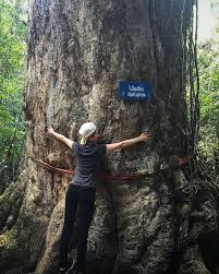 Image result for Bussea xylocarpa