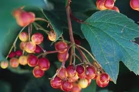 Formerly called compact american cranberry, this hardy shrub has beautiful foliage that offers a slight red edge when new, then turns a deep red in fall. Product Detail Bailey Portal