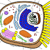 Interest animal cell coloring page answers at children books line from animal cell coloring worksheet, source:freephotoselection.com. 1