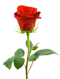 Beautiful Black And Red Rose Wallpaper Hd Pin By Sabira Sultana On Nature Single Red Rose Beautiful Roses Hybrid Tea Roses