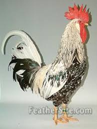 Maybe you would like to learn more about one of these? Leghorns