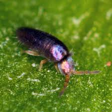 I haven't eaten any food that contains things lik. What Are These Tiny Black Bugs That Jump