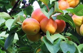 The chilling requirements for breaking dormancy of several cultivars and new releases of apricot have been established. Wonder Cot Apricot Fruit Tree Variety Anfic