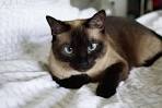 7 Fascinating Facts About Siamese Cats - The Spruce Pets