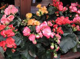 Image result for Begonia oxyloba