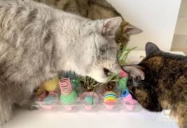 Puzzle feeder toy for cats are pretty easy. How To Make A Homemade Food Puzzle For Your Cat