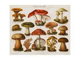 Different Types Of Poisonous Mushrooms Giclee Print Art Com In 2021 Botanical Art Mushroom Art Vintage Mushroom Illustration