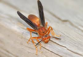 Try these home made home remedies and get rid of them. How To Get Rid Of Wasps Updated For 2021