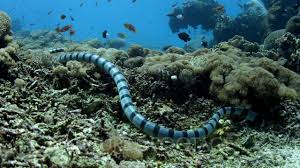 Check spelling or type a new query. Close Up Shot Of A Hunting Black Banded Sea Krait Laticauda Semifasciata That Comes Strait To T Youtube