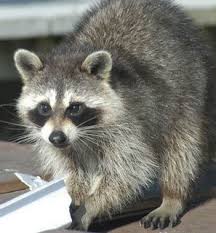 Keep your office spaces pests free and beautify your work spaces with commercial pest control near me available at your doorstep. Wisconsin S Top 8 Small Animals In Pest Control Batzner Pest Control