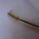 Image result for Eleocharis acutangula