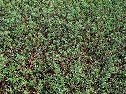 Image result for Sesuvium