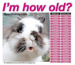 60180885e9b8ce6639e189e597864c3d Jpg 736 641 Pet Bunny Rabbits Pet Rabbit Care Pet Bunny