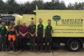When should trees be pruned? Tree Service And Shrub Care In Cirencester Bartlett