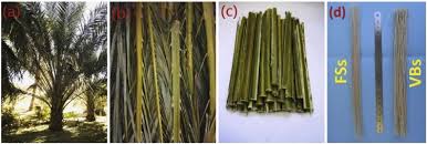 Image result for Lecaniodiscus fraxinifolius