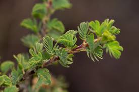 Image result for Kotschya