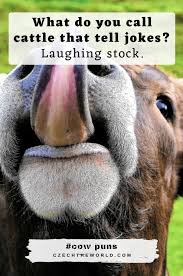 155 Best Cow Puns That Are Simply Legen Dairy