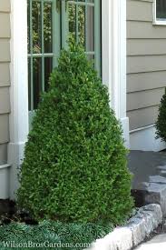 Image result for Buxus acutata