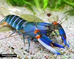 Blauer Tigerkrebs Cherax Peknyi Var Blue Kong Wassertiere Aquarium Krebse Aquarium