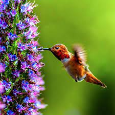Apr 08, 2021 · these flowers are also butterfly magnets. 14 Flowers That Attract Hummingbirds Best Blooms For Pollinators