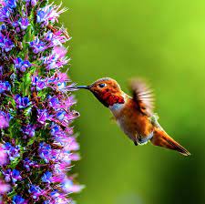 Maybe you would like to learn more about one of these? 14 Flowers That Attract Hummingbirds Best Blooms For Pollinators