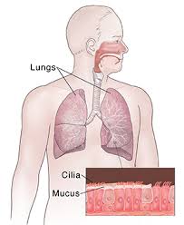 The respiratory system is responsible for taking in oxygen and expelling carbon dioxide. Why You Need Respiratory Protection Articles Mount Nittany Health System