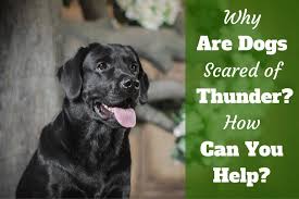 Why Are Dogs Scared Of Thunder How Can You Help Thunderphobia Dogs Scared Of Thunder Dogs New Puppy