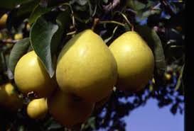 Image result for Pycreus cuanzensis