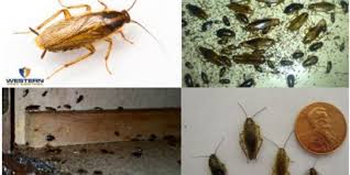 German cockroaches gain entrance to your structure through grocery bags and boxes, used kitchen appliances, visitor's purses, or on your. German Roaches Are In Southern Utah Western Pest Control