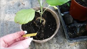 Cutworms are gray grubs curled in soil at base of plants. Transplanting Eggplant Seedlings How To Transplant Eggplant Seedlings When To Transplant Eggplant Youtube