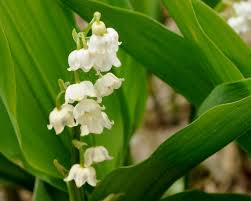 How To Grow Lilies Of The Valley Hgtv