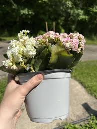 Image result for Kalanchoe calandiva