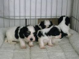 I am very playful and well socialized! Havanese Puppies For Sale