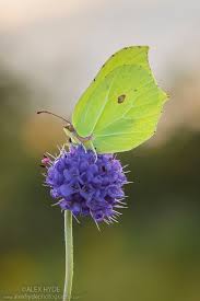 Check spelling or type a new query. Pin On Butterflies