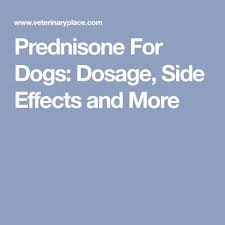 Prednisone For Dogs Dosage Side Effects And More Prednisone Dog Medicine Dogs