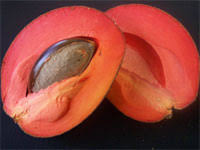 Maybe you would like to learn more about one of these? Mamey Sapote Recipes Wiki Fandom