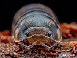 Image result for Isoglossa vulcanicola