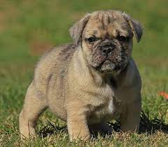 These 25 Cute Cross Breed Dogs Will Make You Fall In Love With Mutts Mixed Breed Dogs Dog Breeds Dog Crossbreeds