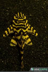 Ach, l134 und ancistrus sp. Pin On Fish