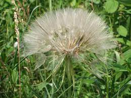 Goats Beard Seed Head July Goats Beard Flowers Wild Flowers