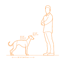 How big is a full grown giant dog? Whippet Dimensions Drawings Dimensions Com