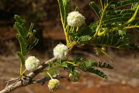Image result for Acacia sieberiana