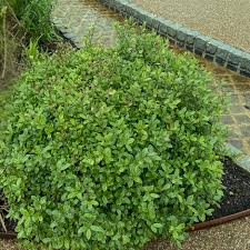 Image result for Pittosporum tenuifolium