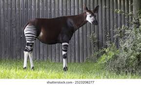 Image result for Cyanastrum johnstonii