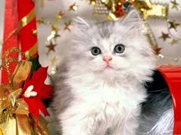 Like la pg daca va place ! Colind Cantat De Pisici Wmv Youtube