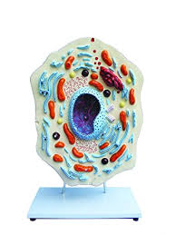 Check spelling or type a new query. Walter Products B10505 Animal Cell Model Amazon Ca Home