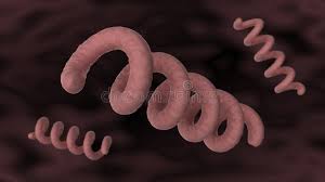 Image result for Treponema